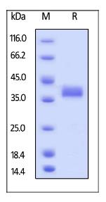 SDS-PAGE (EPCAM-7817H).jpg